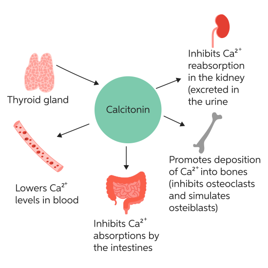 Calcitonin Stimulation By Calcium - Pentagastrin